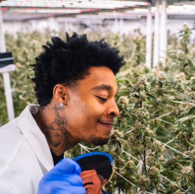 dutt pack , dutt pack weed